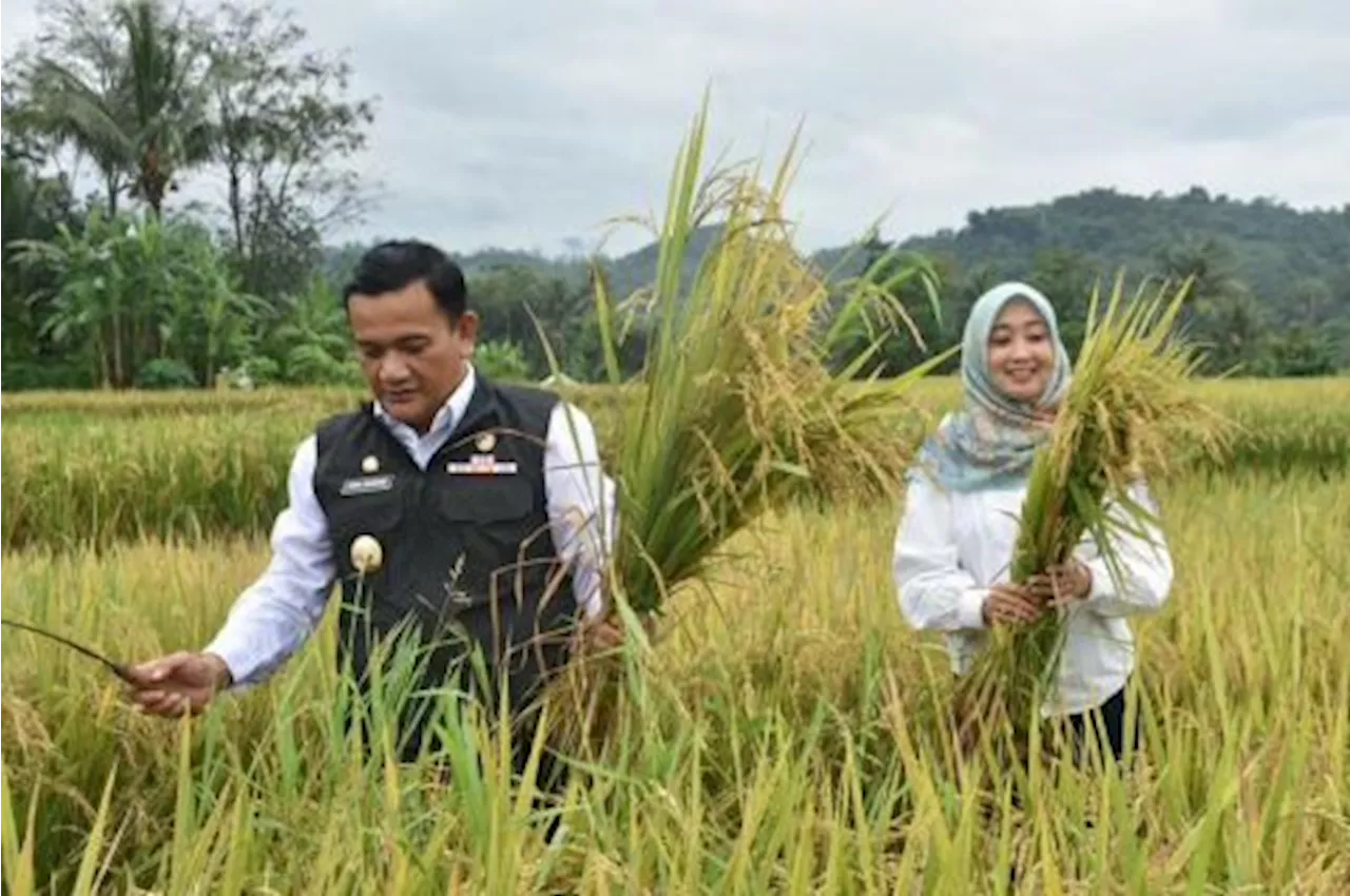 Panen Raya Padi di Majalengka Tekan Inflasi dan Angkat Kesejahteraan Petani