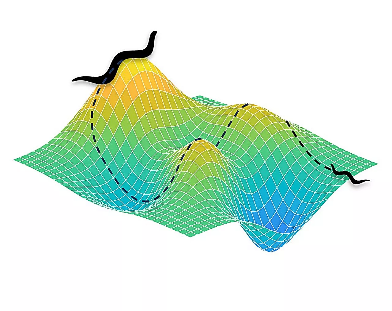 A new model to predict brain development