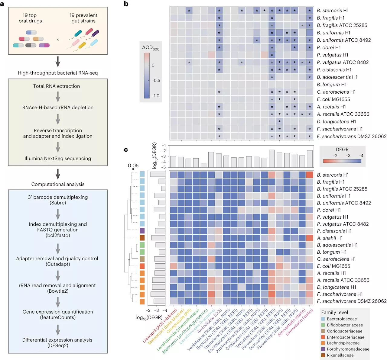 Q&A: Prescription drugs and the gut microbiome—getting the right balance