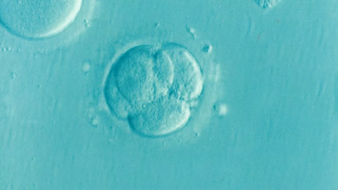 Research sheds light on new strategy to treat infertility