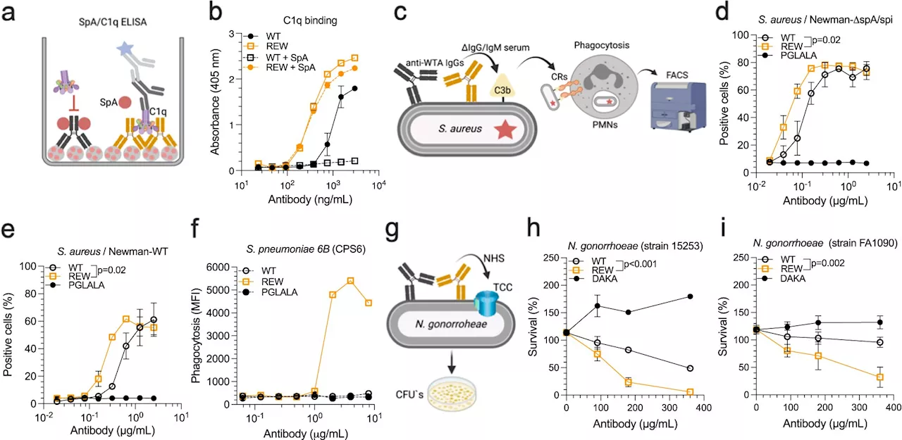 Versatile antibody technology allows design of long-acting antibodies with tailored target-dependent mode of actions