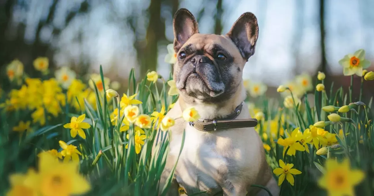 Vet's warning over Mother's Day flowers that could kill your pets