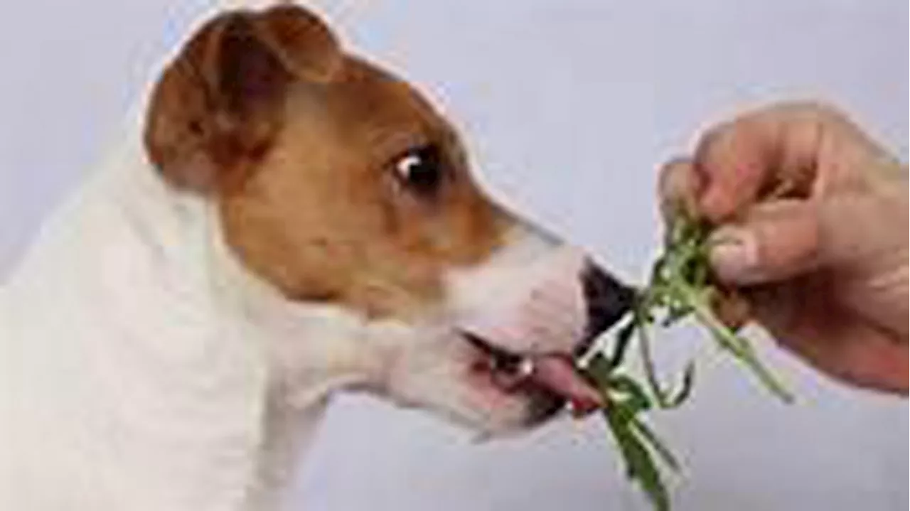 Exploring the healing potential of herbs for cats and dogs