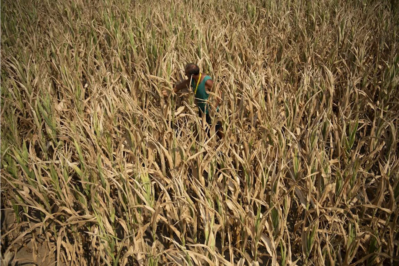 Climate change: Alarming Africa-wide report predicts 30% drop in crop revenue