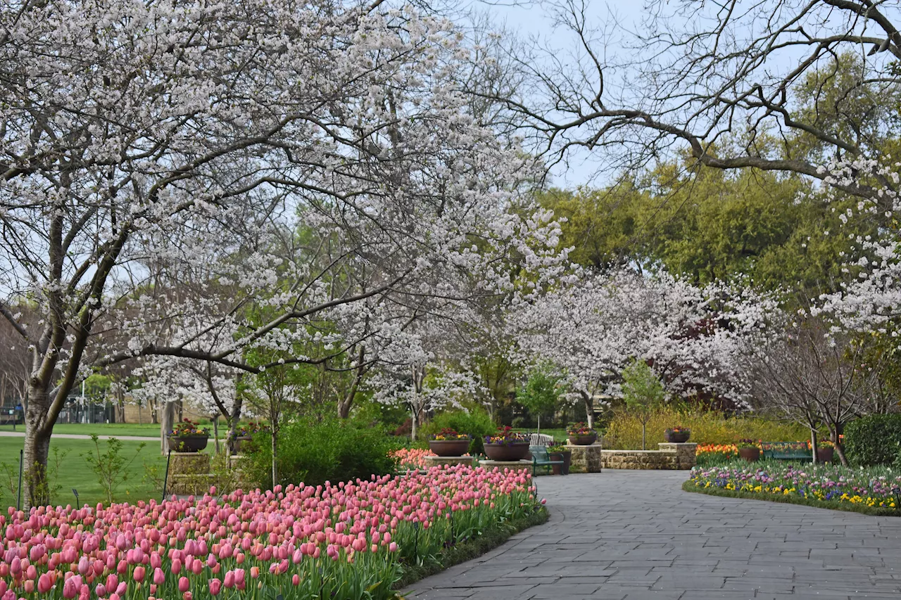 150 Japanese cherry trees to join 350,000 blooming tulips at Dallas Blooms