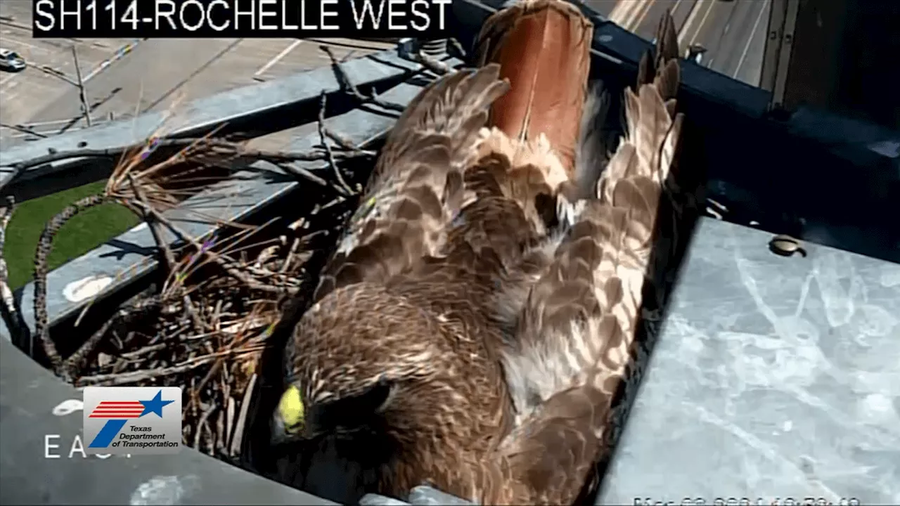 A yearly tradition: TxDOT camera captures a hawk and nest with two eggs in Irving