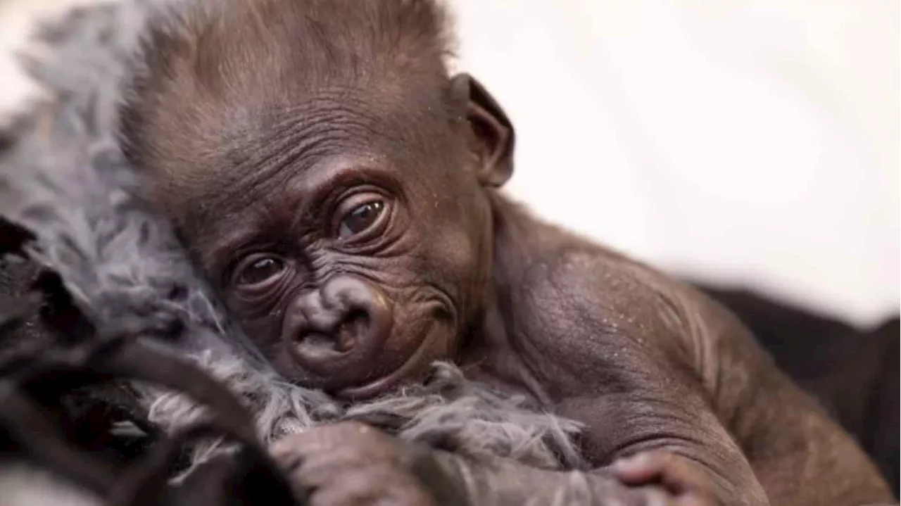 Birth mother, surrogate mother reject baby gorilla born at Fort Worth Zoo