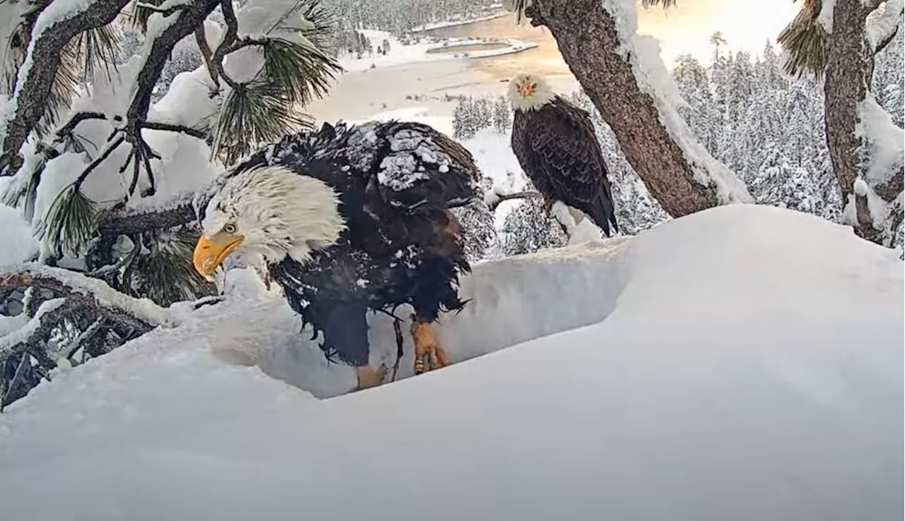 Fans of Big Bear bald eagle couple on edge waiting for eggs to hatch