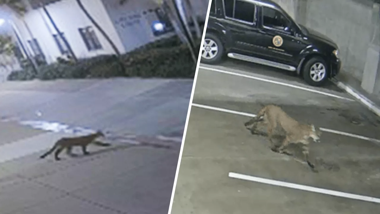 Mountain lion found dead in Oceanside days after one was seen in the city