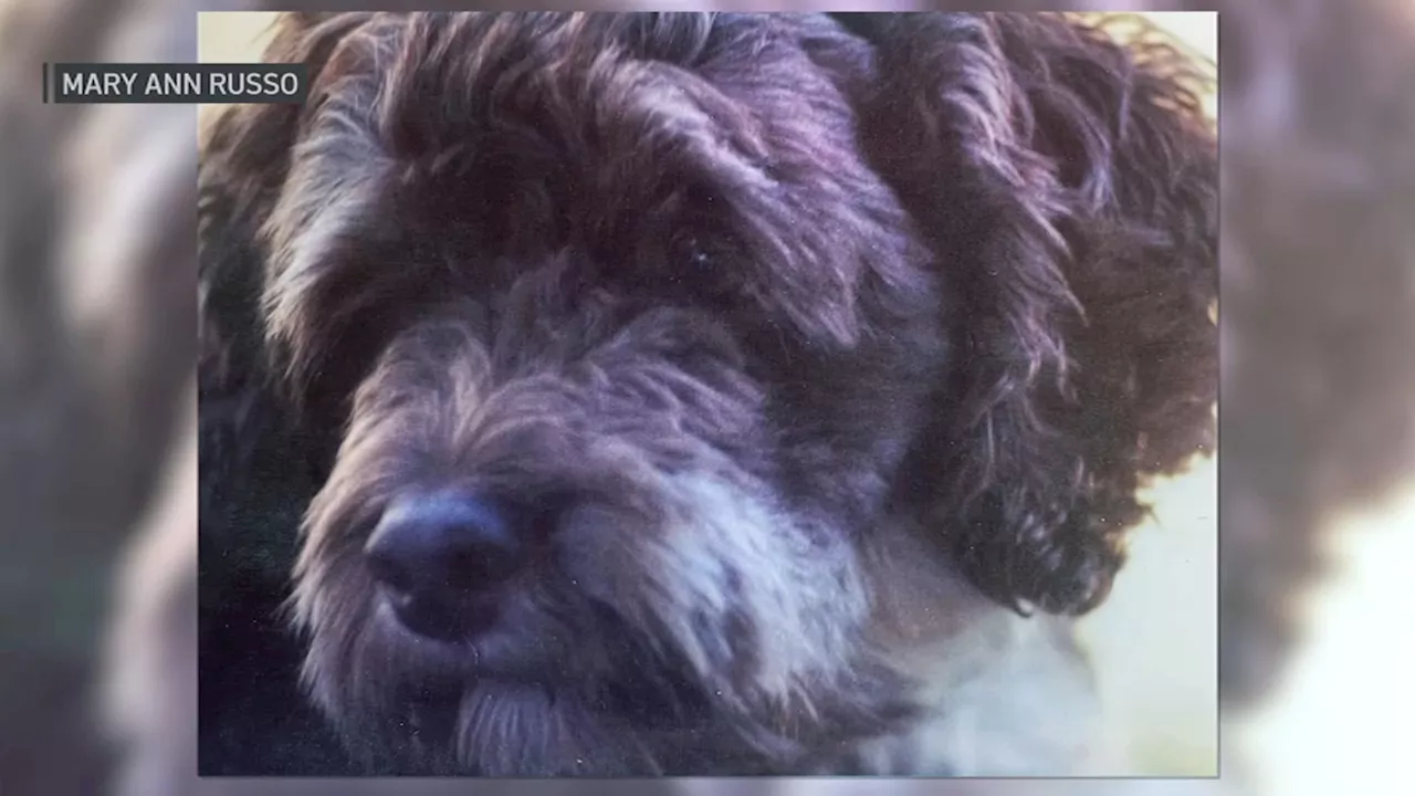 High court considering whether not euthanizing terminally ill pet is a crime in Mass.