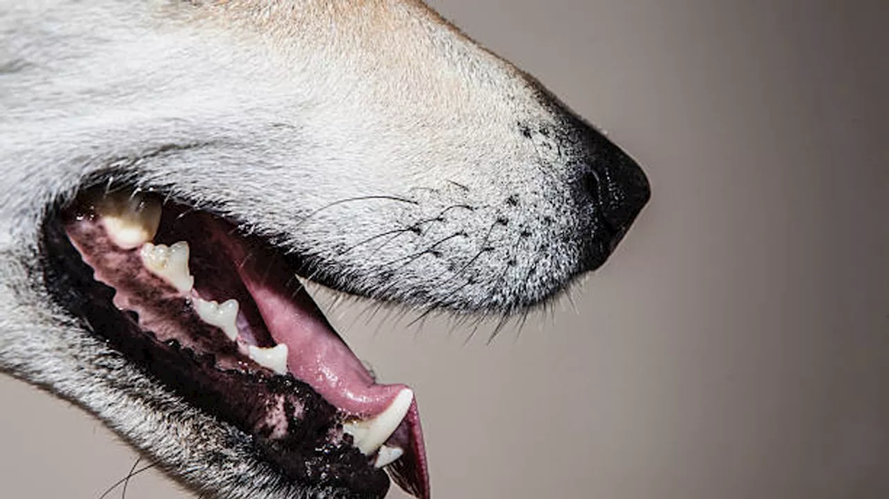Man stabbed while defending himself from unknown attacker's dog