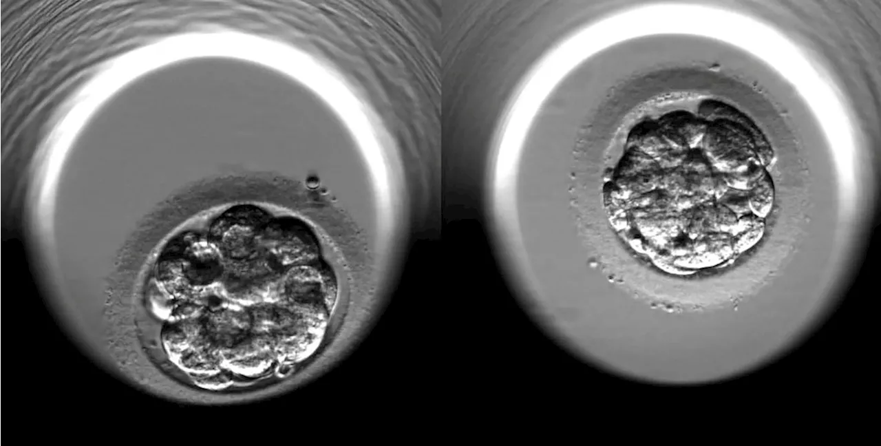 We Must Protect IVF—And Protect the Patients, Too