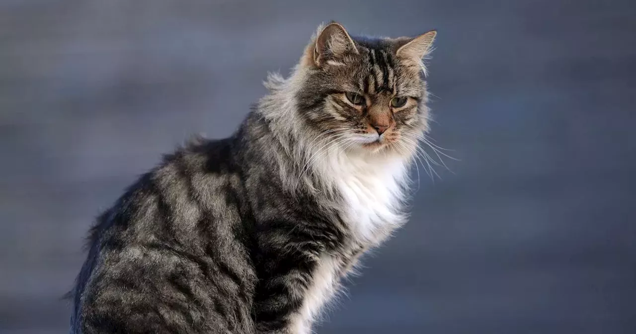 Rare infectious disease found in cats that can cause blisters on humans