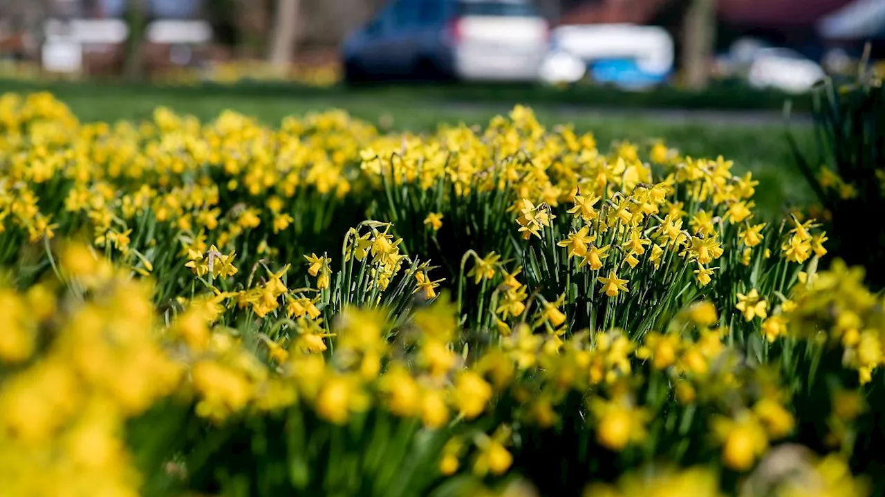 Niedersachsen & Bremen: Sonniges Wochenende in Niedersachsen: Zum Wochenstart Regen