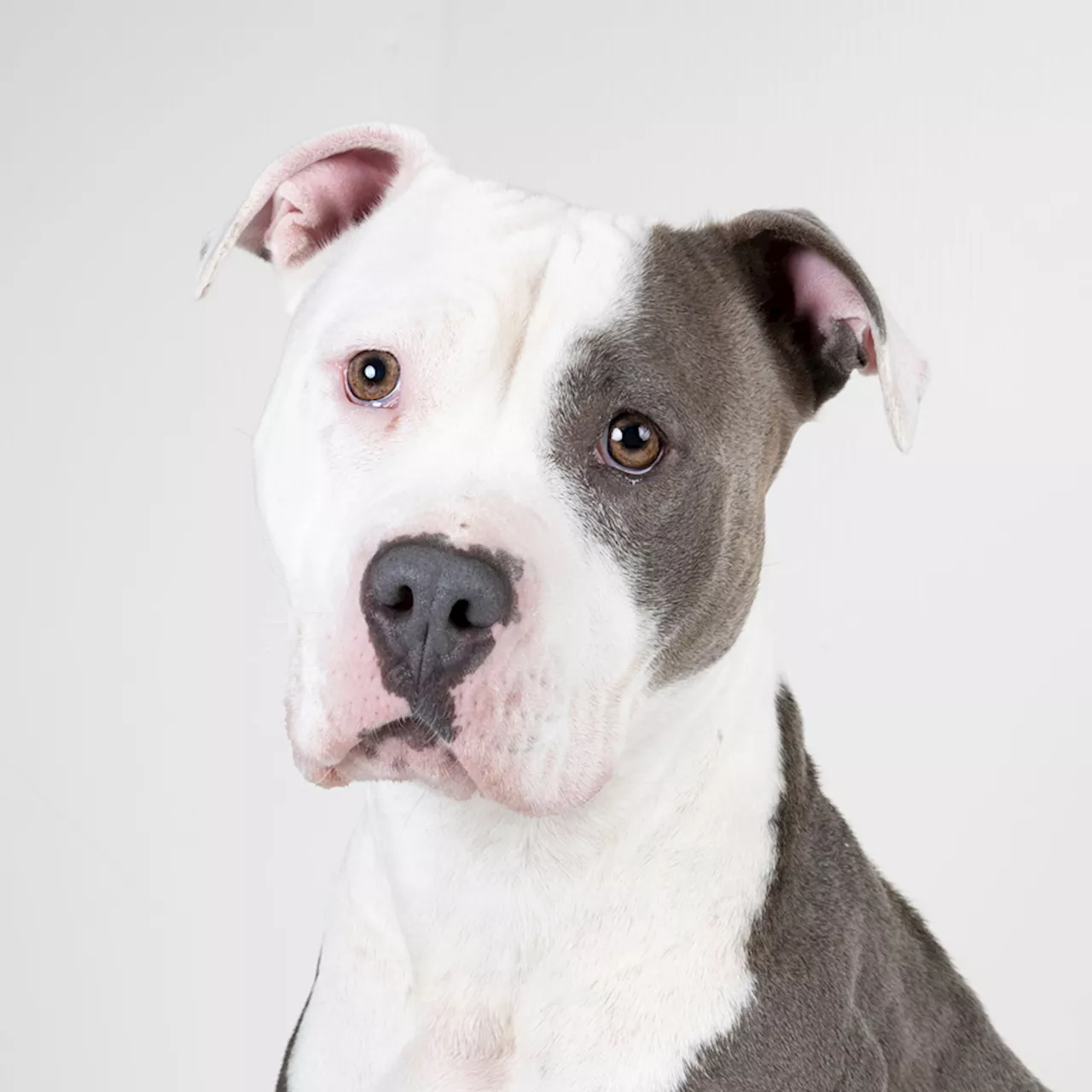 In brief: East Bay SPCA’s need urgent for adoption, fostering of large dogs