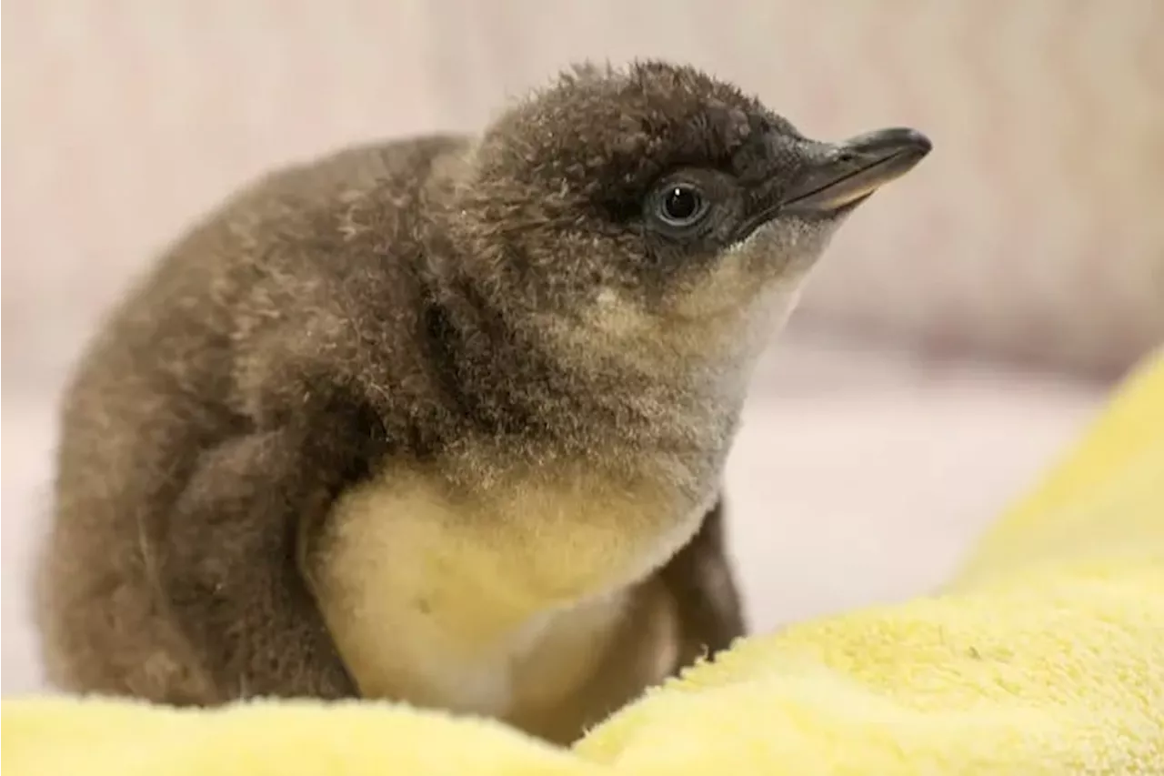 Lovie? Valentina? Meet (and help name) the newest baby penguin at Camden’s Adventure Aquarium