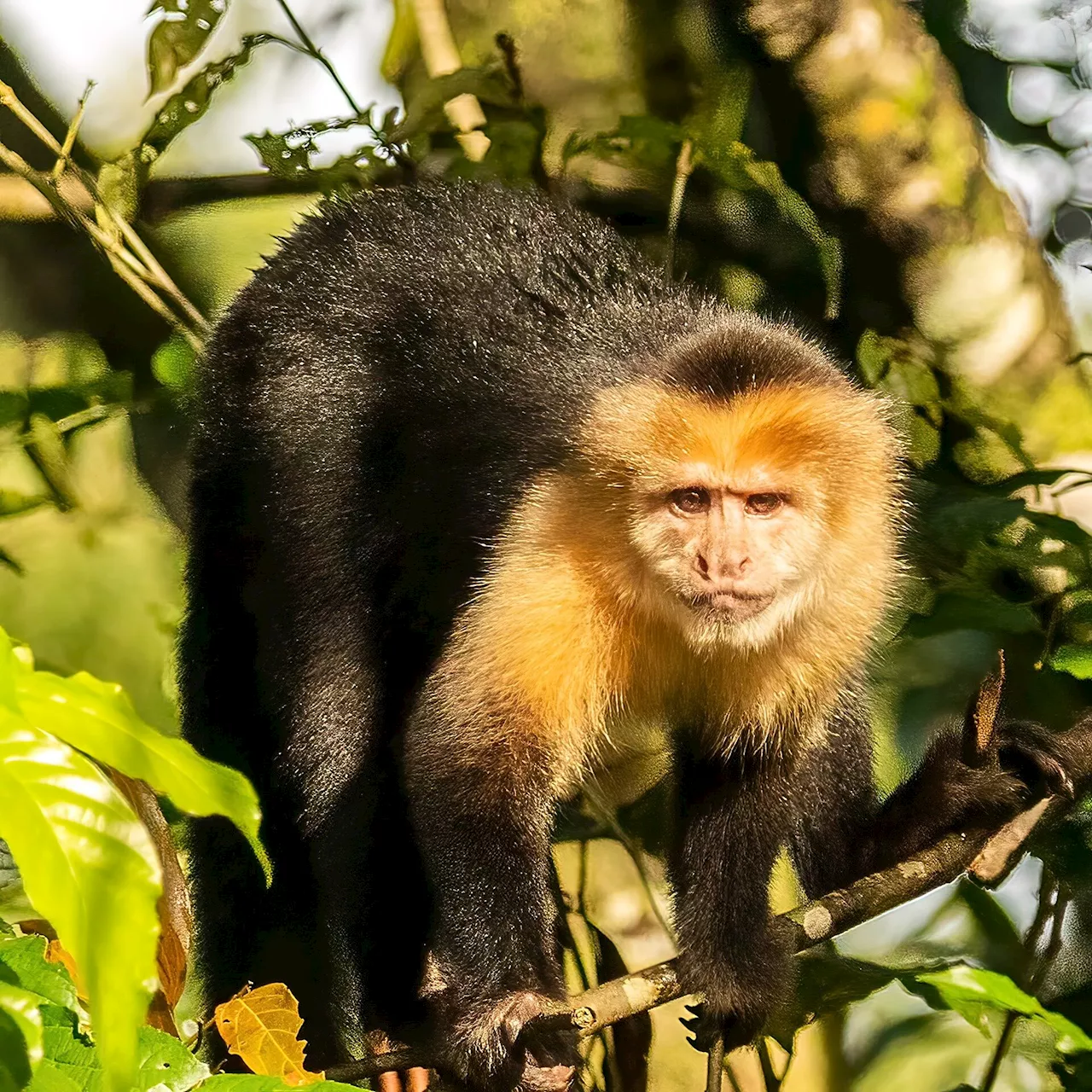 Primatologist observes how monkeys change behavior to survive deforestation