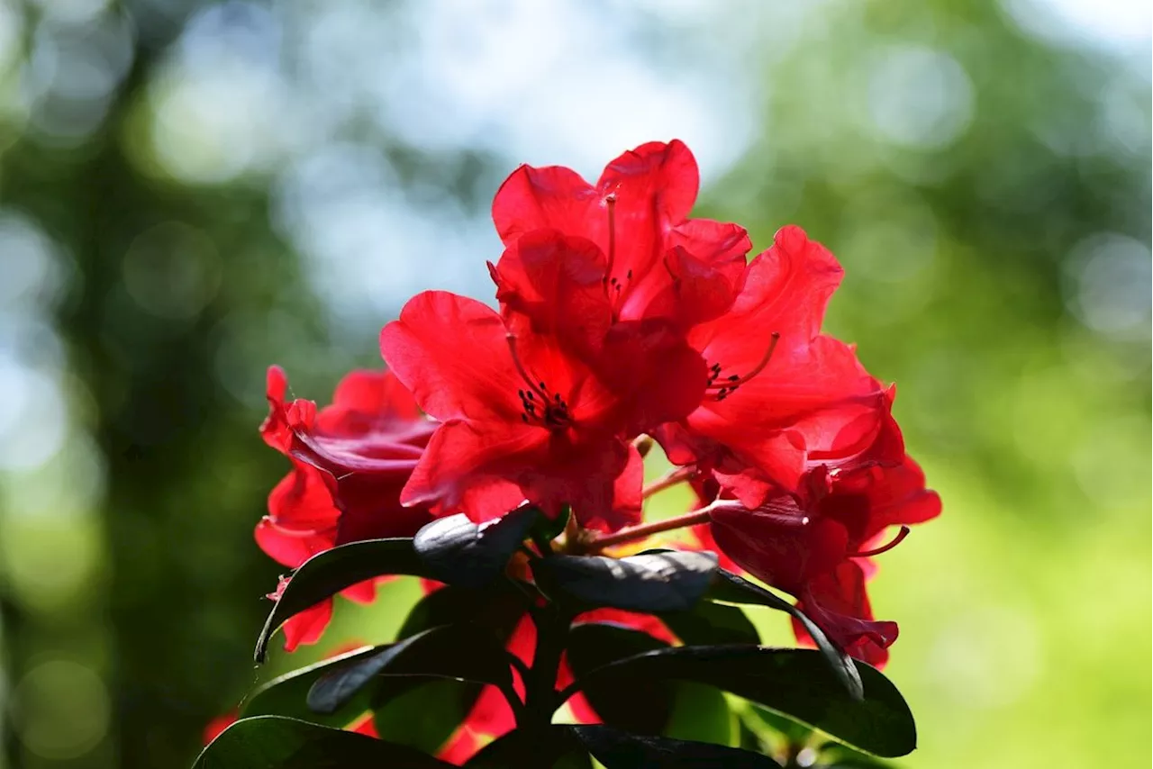 Azaleas: cómo cuidar la planta de la buena suerte