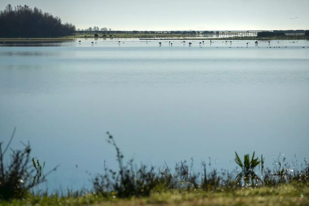 Teresa Ribera ya ha precintado de forma preventiva 43 pozos ilegales en Doñana