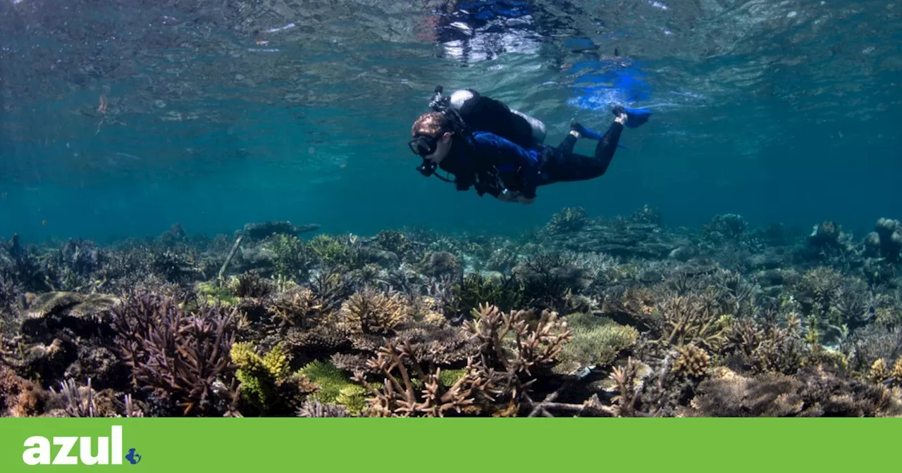 A incrível história de um recife de coral recuperado totalmente em apenas quatro anos