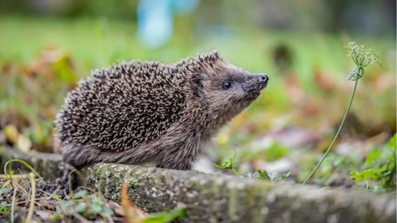 Nachtfahrverbot für Mähroboter und andere Ideen zum Schutz der Igel