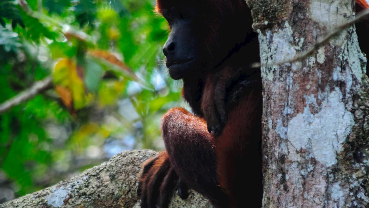  Au Pérou, un centre de préservation des espèces pour lutter contre le trafic illégal d'animaux