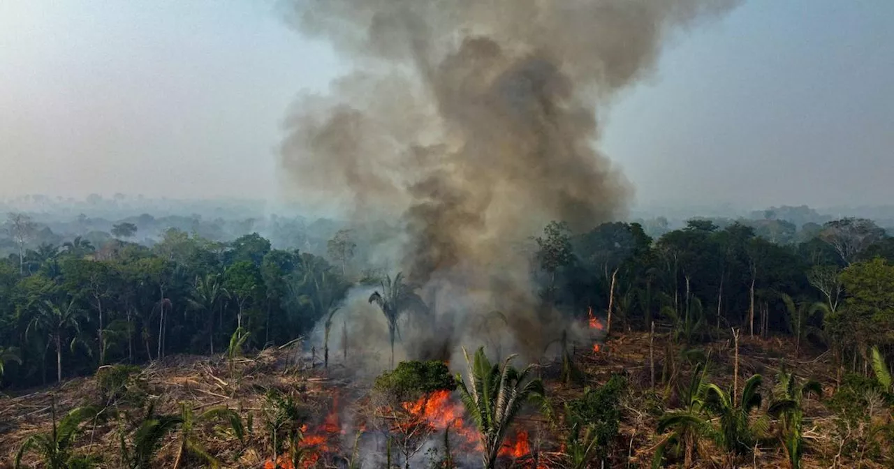 Amazonas: Waldbrände führen zu massivem CO2-Ausstoß