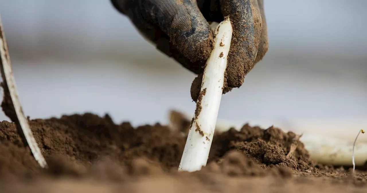 Niederrhein: Erster regionaler Spargel ist da