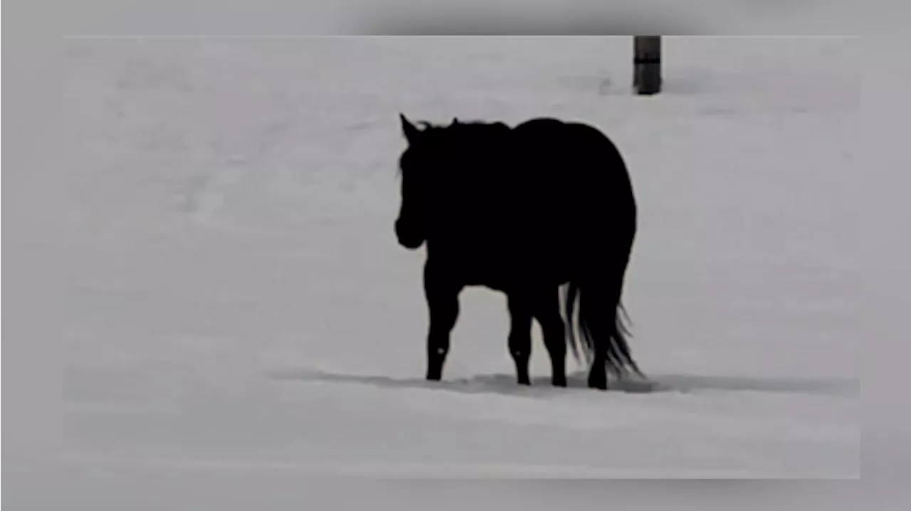 Optische Täuschung im Netz: Vor oder zurück - wohin läuft dieses Pferd?