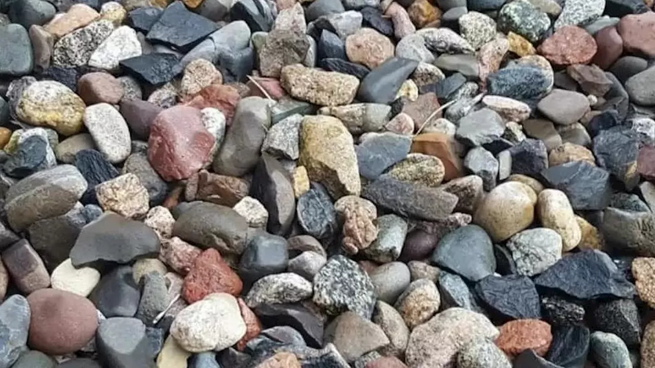 Schwieriges Suchbild: Zwischen den Steinen versteckt sich ein kleiner Frosch