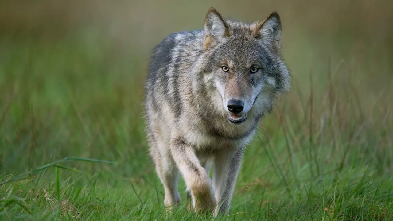 Adviseur faunabeheer: 'Probleemwolf afschieten kan leiden tot meer schade aan landbouwhuisdieren'