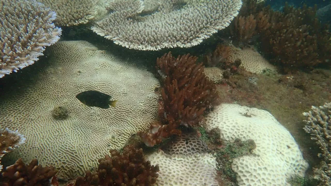 New mass bleaching event underway on Great Barrier Reef