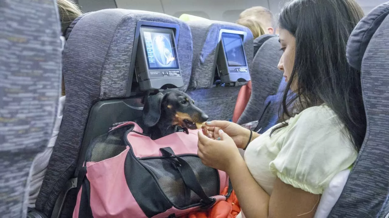 The pets you can (and can't) bring onboard under Virgin Australia's new plan