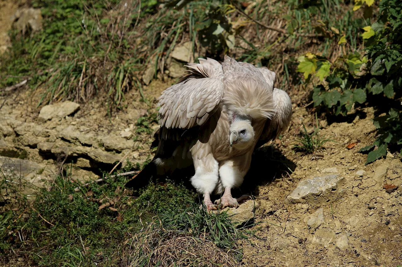 Gänsegeier bringen Schäfer um Entschädigung