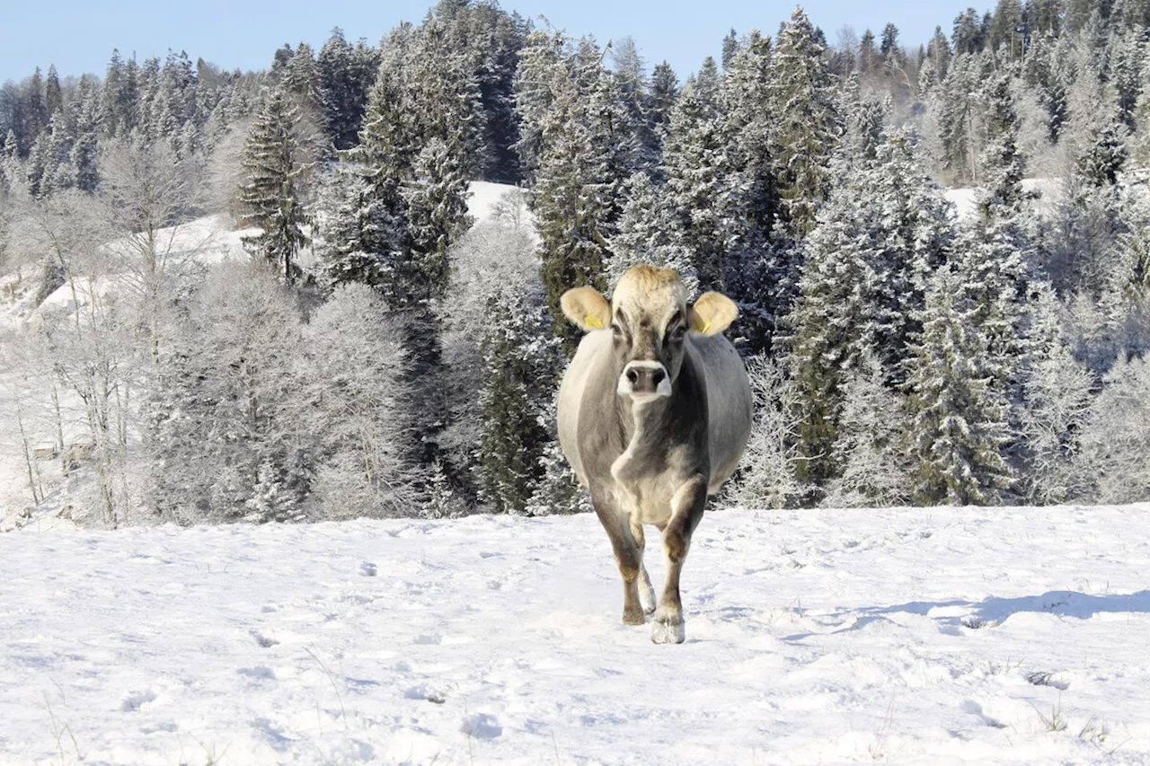 Längst überfällig: Tiere im Schnee