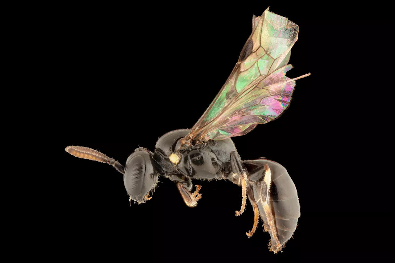 Bee Expedition Rewrites History: 8 New Species Found in Pacific Canopies