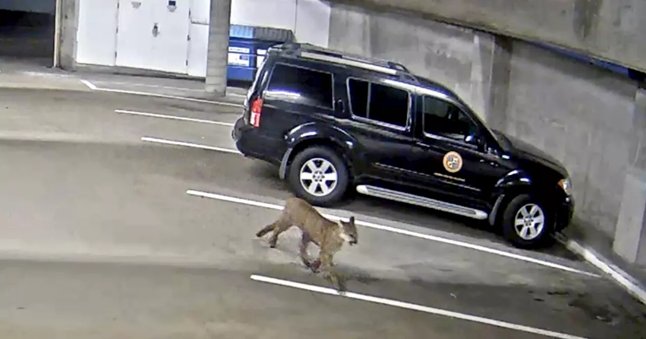 A mountain lion was roaming outside Oceanside City Hall. Yes, really.