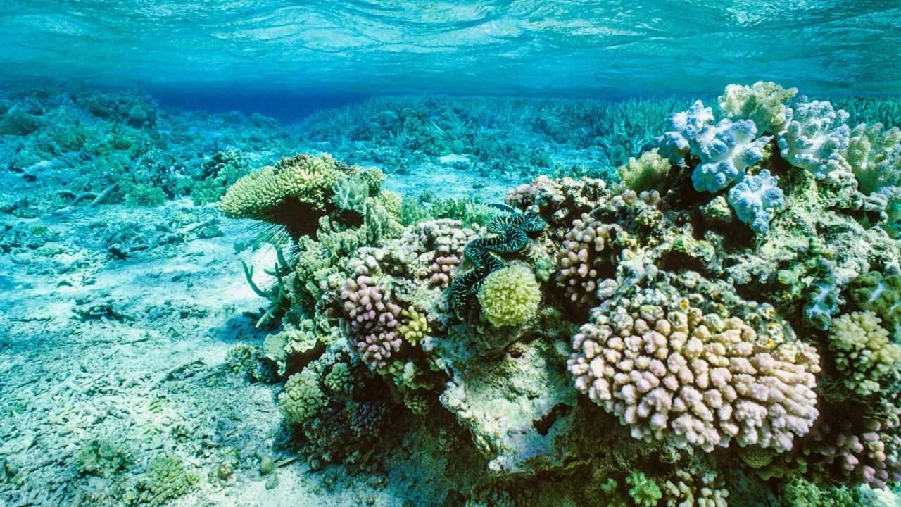 ‘We’ve had some bad news’: Grim health update on Great Barrier Reef