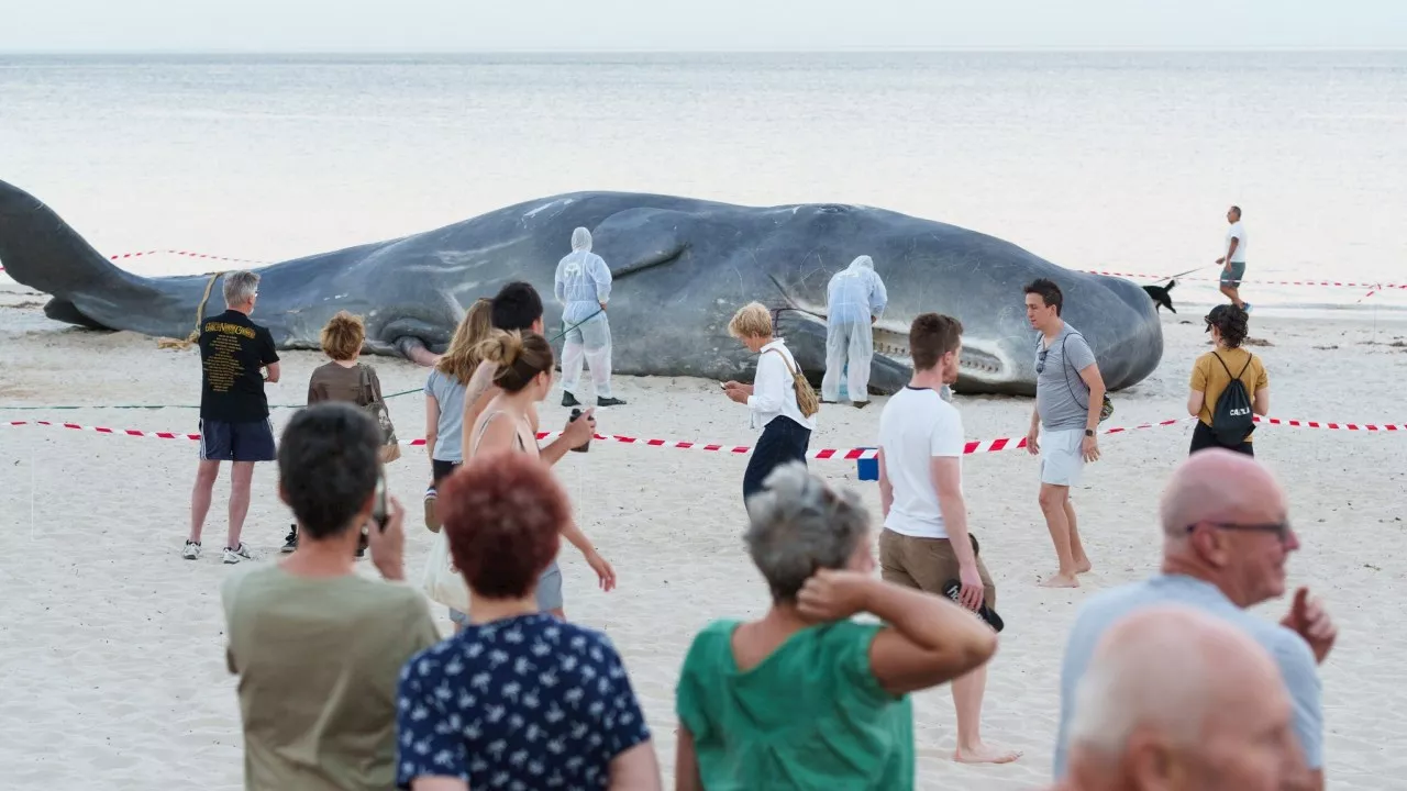 Why a whale has ended up on the sands of famous Australian beach