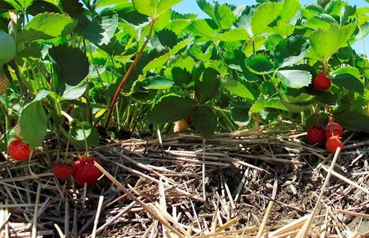 BEYOND LOCAL: In Quebec's strawberry fields, a tiny insect may forecast big climate impacts: study