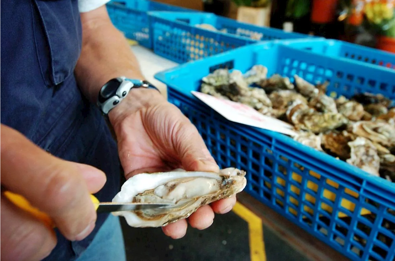 Bassin d’Arcachon : les ostréiculteurs confrontés à une forte baisse de la consommation d’huîtres