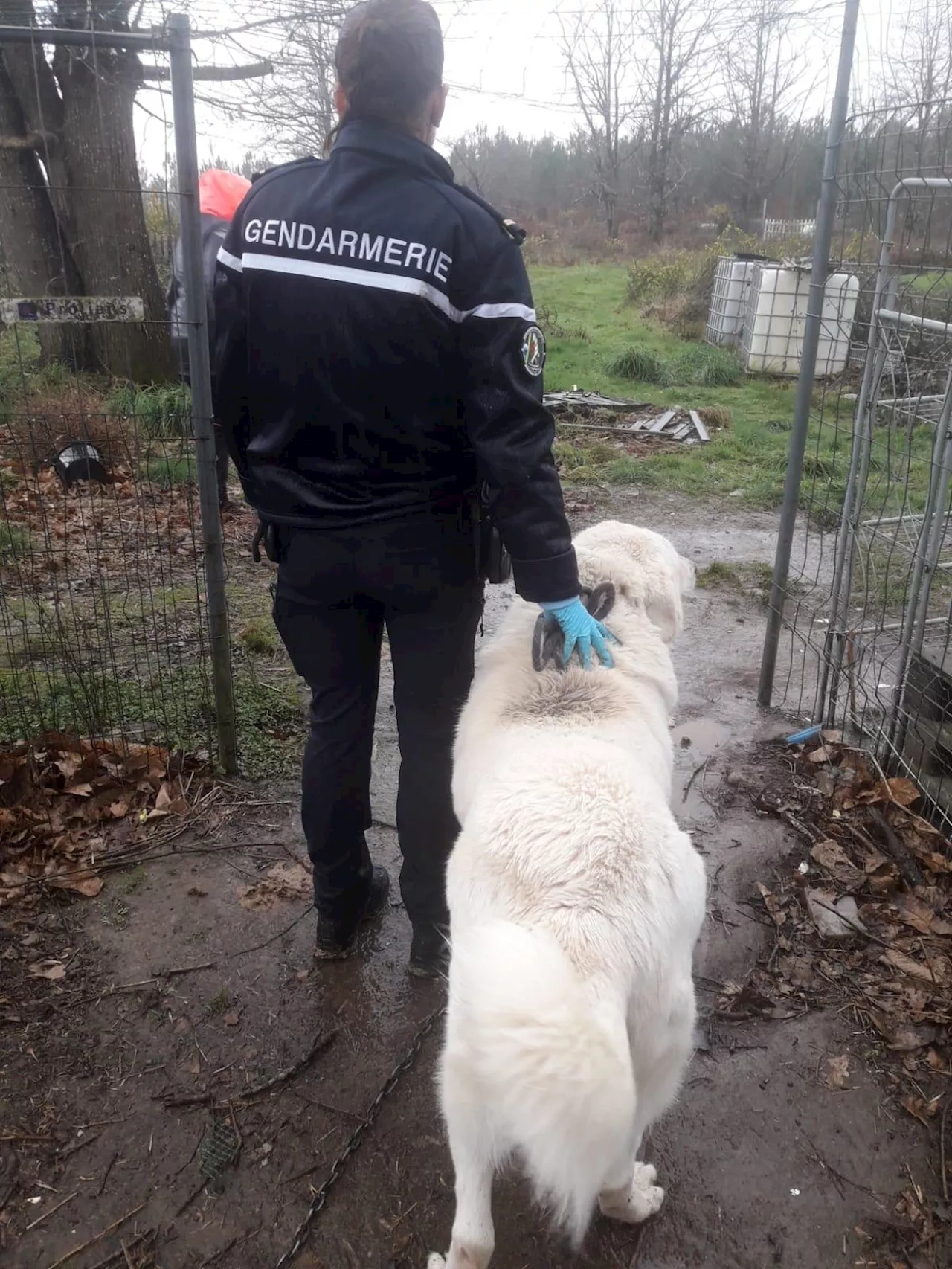 Landes/Béarn : des chiens livrés à eux-mêmes, mutilés ou décédés découverts par les gendarmes