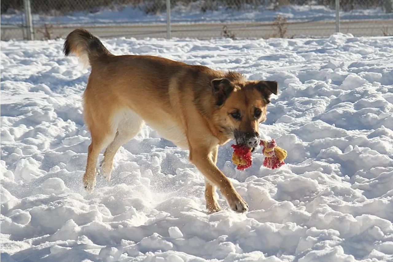 Top pet toys, according to experts