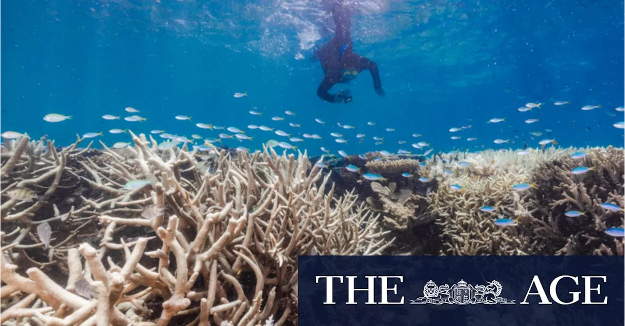 Mass coral bleaching on Great Barrier Reef sparks fear of global event