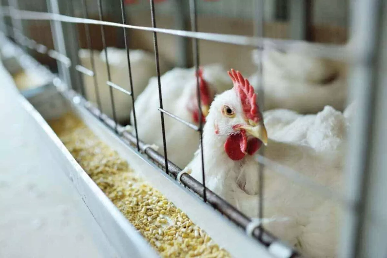 Storm over rebates on chicken imports