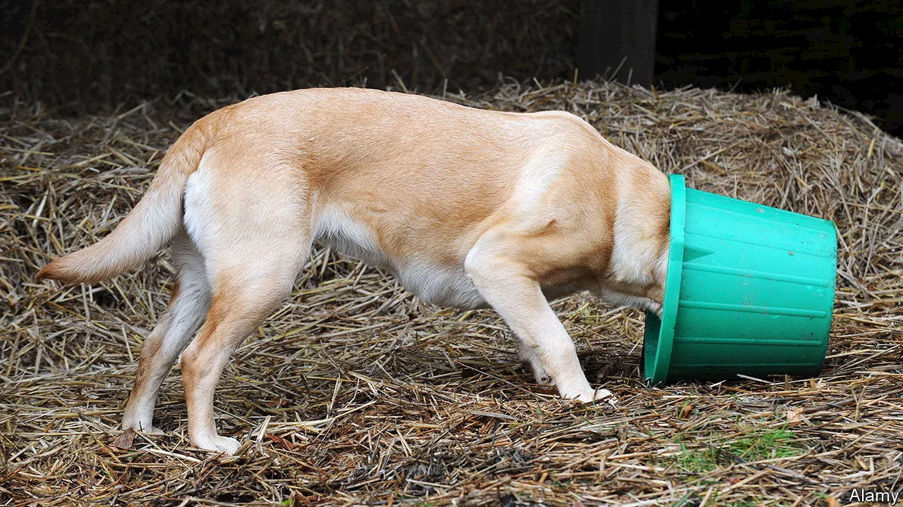 Some Labradors have a predisposition to obesity