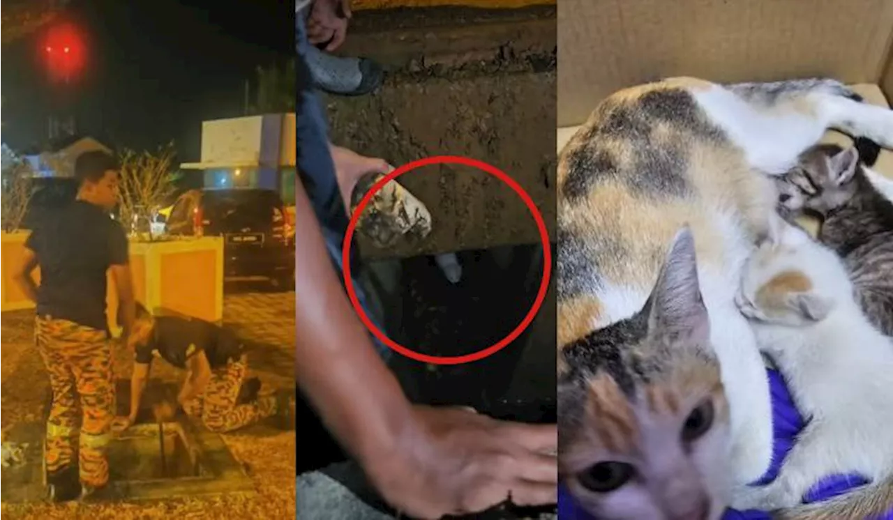 Good Samaritans Rescue Kittens In Drain After Seeing Mother Cat Waiting Patiently