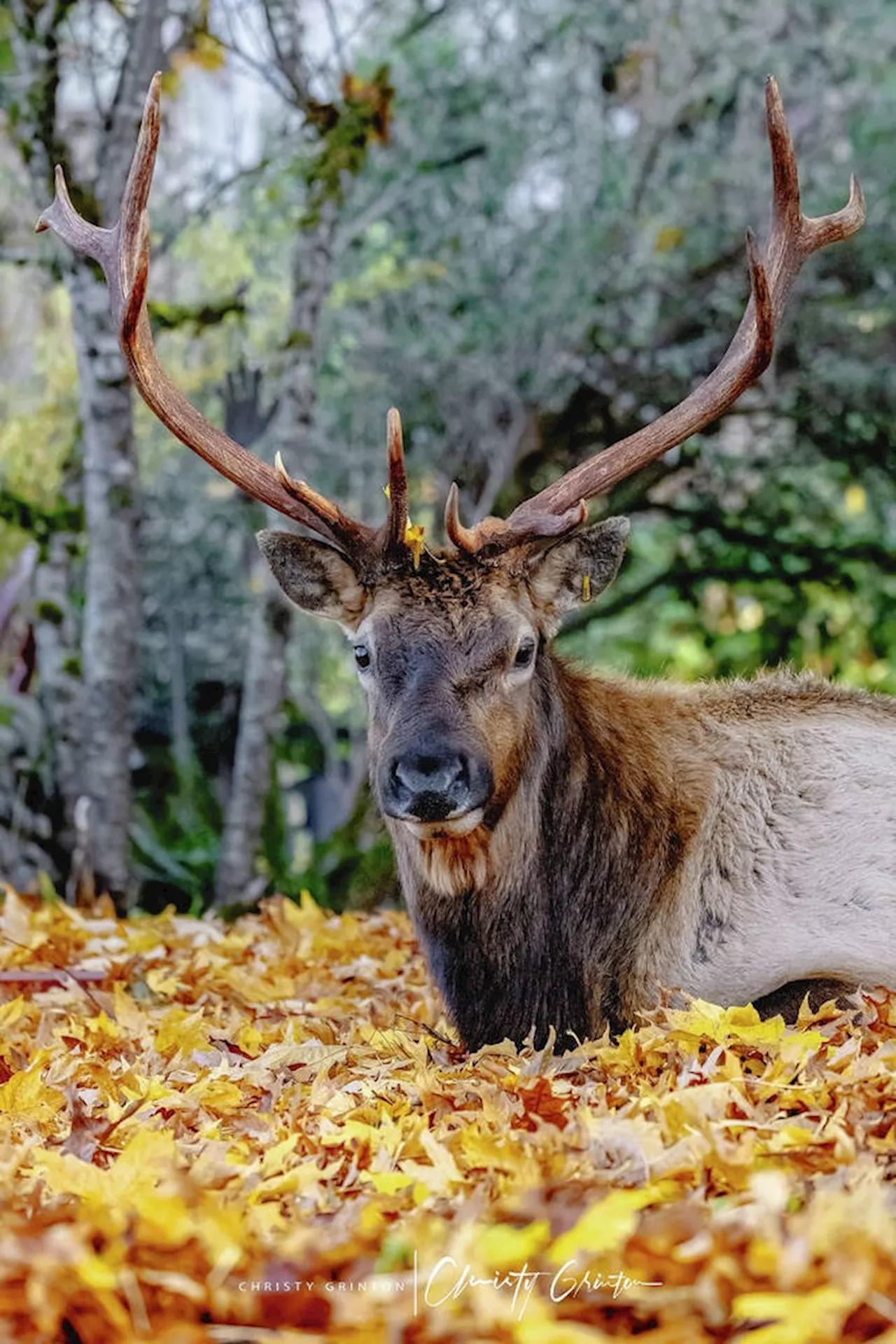 Memorial service for Bob the elk set for Sunday afternoon in Youbou