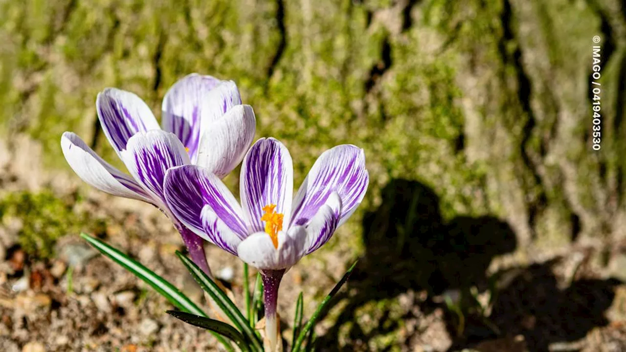 „Das ist jetzt der Knaller“: Wetter-Prognose zu Ostern lässt aufhorchen