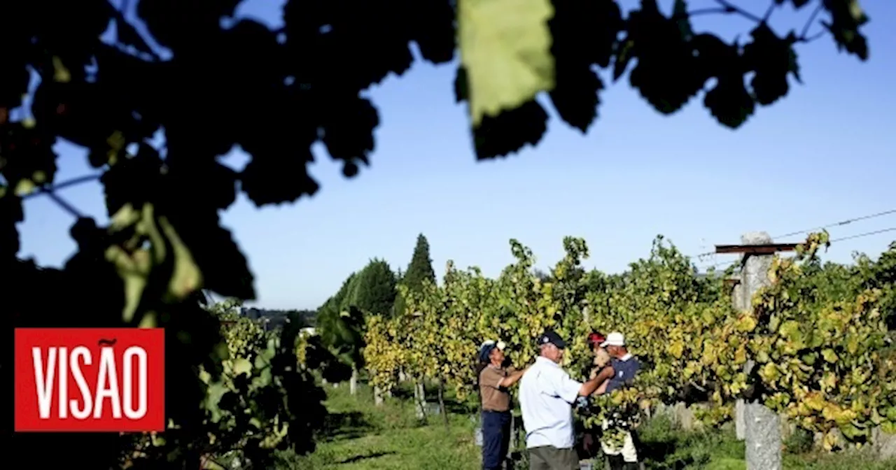 Produtores de vinhos verdes em feira alemã para dar a conhecer a região